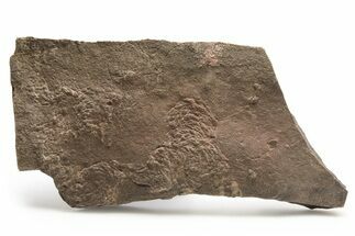Cruziana (Fossil Arthropod Trackway) Plate - Morocco #256855