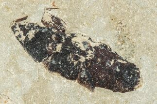 Fossil True Weevil (Curculionidae) - Bois d’Asson, France #256763