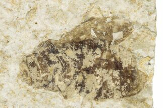 Fossil Beetle (Coleoptera) - Bois d’Asson, France #256773