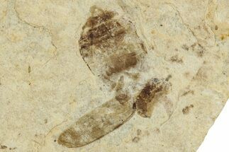 Fossil Leaf Beetle (Chrysomela) - France #256803