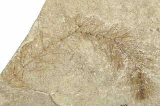 Eocene Prickly Hornwort (Ceratophyllum) Fossil - Wyoming #257030