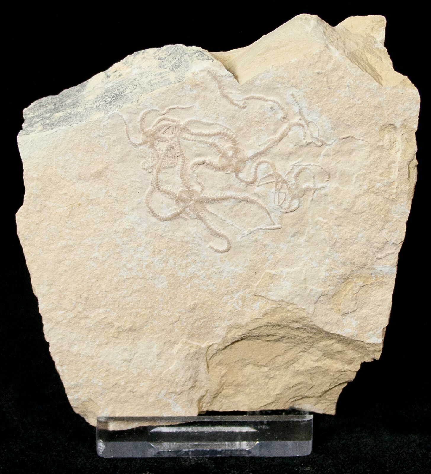 Ophiopetra Brittle Star Fossil Solnhofen (15150) For Sale