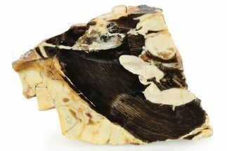 Petrified Peanut Wood Slab - Australia #257010