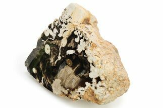 Petrified Peanut Wood Section - Australia #257020