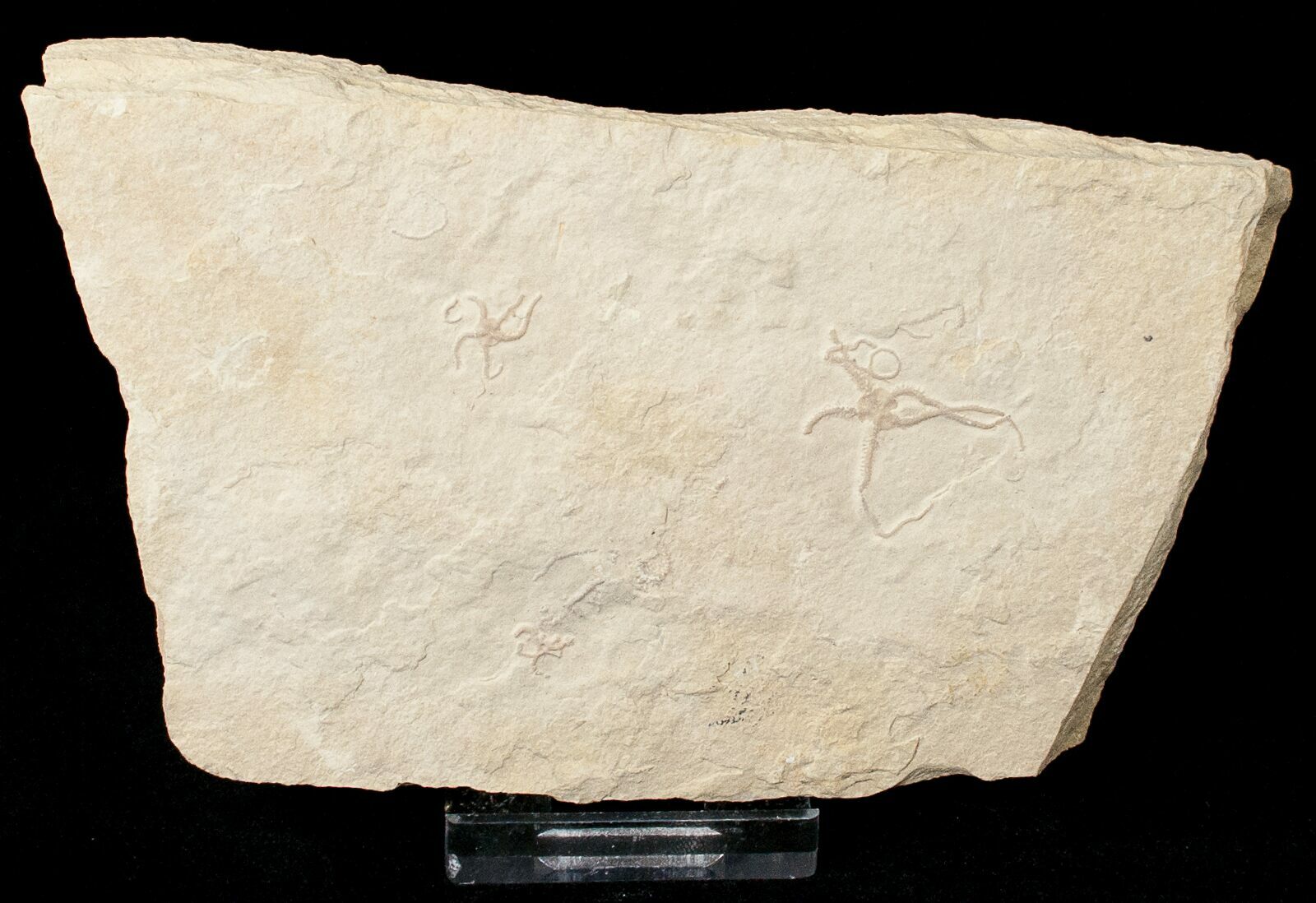 Ophiopetra Brittle Star Fossil Solnhofen (15152) For Sale