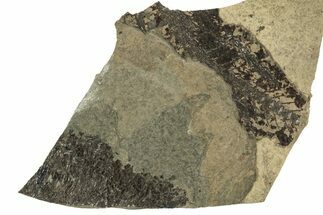 Partial Fossil Fish Plate - Wyoming #257095