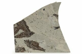 Fossil Fish (Knightia) Mortality Plate - Wyoming #257101
