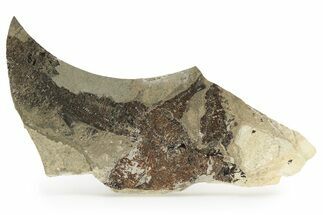 Unprepped Fossil Fish (Knightia) Mortality Plate - Wyoming #257103