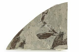 Unprepped Fossil Fish (Knightia) Mortality Plate - Wyoming #257166