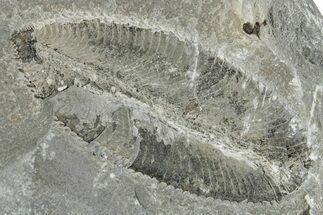 Ordovician Graptolite (Phyllograptus) - Fillmore Formation, Utah #256996