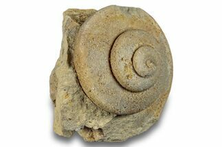 Ordovician Gastropod Fossil (Eotomaria) - Wisconsin #257183