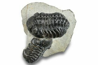 Pair Of Austerops Trilobite - Visible Eye Facets #254547