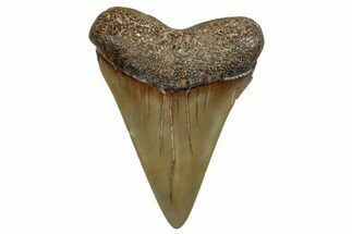 Fossil Broad-Toothed Mako Shark Tooth - North Carolina #257364