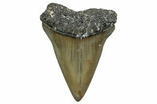 Fossil Broad-Toothed Mako Shark Tooth - North Carolina #257365