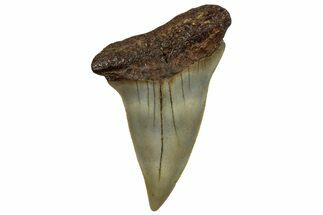 Fossil Broad-Toothed Mako Shark Tooth - North Carolina #257370