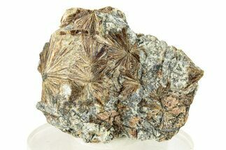Lamprophyllite Crystal Aggregations in Matrix - Russia #257560