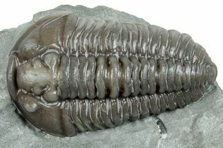 Very Nice, Inflated Flexicalymene Trilobite - Mt Orab, Ohio #257639