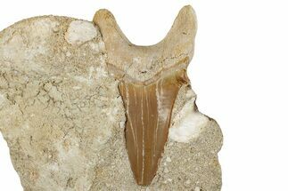 Large Otodus Shark Tooth Fossil in Rock - Morocco #257673