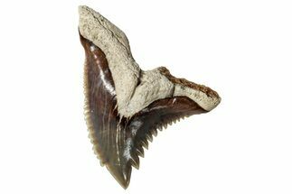 Snaggletooth Shark (Hemipristis) Tooth - Maryland #257686