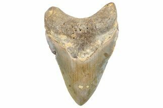 Fossil Megalodon Tooth - North Carolina #257832