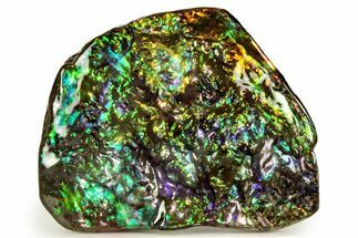 Iridescent Ammolite (Fossil Ammonite Shell) - Rare Purple! #258179