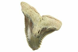 Snaggletooth Shark (Hemipristis) Tooth - Aurora, NC #257609