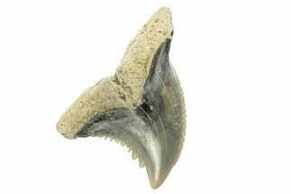 Snaggletooth Shark (Hemipristis) Tooth - Aurora, NC #257618