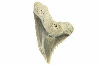 Snaggletooth Shark (Hemipristis) Tooth - Aurora, NC #257619