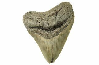 Serrated, Fossil Megalodon Tooth - North Carolina #257961