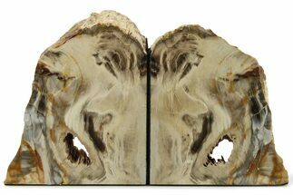 Tall, Colorful Petrified Wood Bookends - Washington #258356