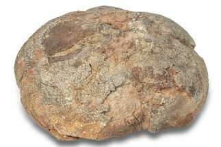 Silurian Fossil Crinoid (Scyphocrinites) Lobolith - Morocco #257877