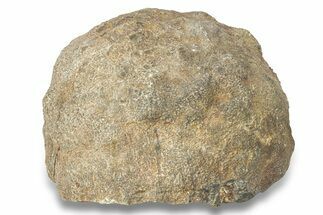 Silurian Fossil Crinoid (Scyphocrinites) Lobolith - Morocco #257880