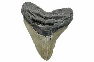 Serrated, Fossil Megalodon Tooth - North Carolina #258045