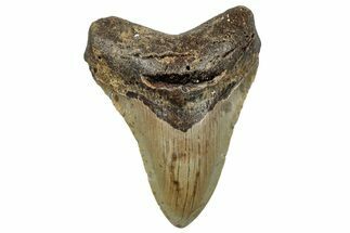Fossil Megalodon Tooth - North Carolina #258099
