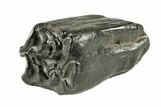 Pleistocene Aged Fossil Horse Tooth - South Carolina #251121