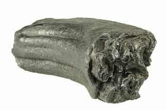 Pleistocene Aged Fossil Horse Tooth - South Carolina #251125