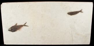 Knightia & Diplomystus Fossil Fish On Large Slab #15128
