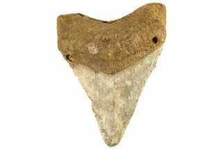 Juvenile Fossil Megalodon Tooth From Angola - Unusual Location #258565