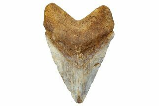 Juvenile Fossil Megalodon Tooth From Angola - Unusual Location #258585