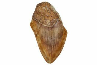 Bargain, Fossil Megalodon Tooth From Angola - Unusual Location #258593