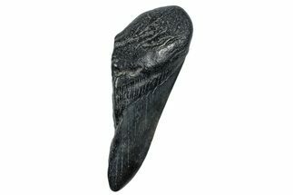Partial Fossil Megalodon Tooth - South Carolina #250055