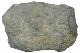Pennsylvanian Fern (Sphenopteris?) Fossil - Kentucky #258800
