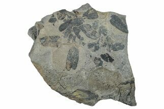 Pennsylvanian Fossil Fern (Neuropteris) Plate - Kentucky #258825