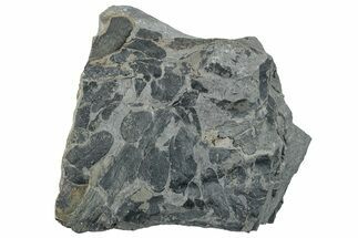 Pennsylvanian Fossil Fern (Neuropteris) Plate - Kentucky #258828