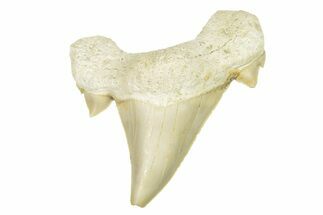 Fossil Shark Tooth (Otodus) - Morocco #257393