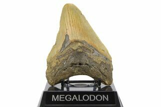 Fossil Megalodon Tooth - North Carolina #257753