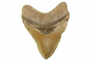 Fossil Megalodon Tooth - North Carolina #257805