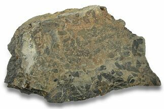 Pennsylvanian Fossil Fern (Neuropteris) Plate - Kentucky #258849
