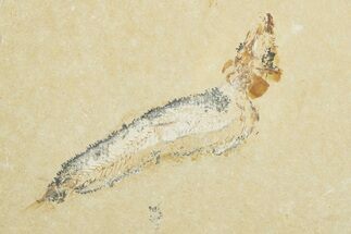 Cretaceous Fossil Fish (Scombroclupea?) - Lebanon #258871