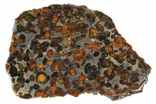 Polished Sericho Pallasite Meteorite ( g) Section - Kenya #259251
